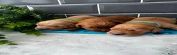Golden Retriever dogs for sale: 5 exceptional golden retrievers  - Advert 8