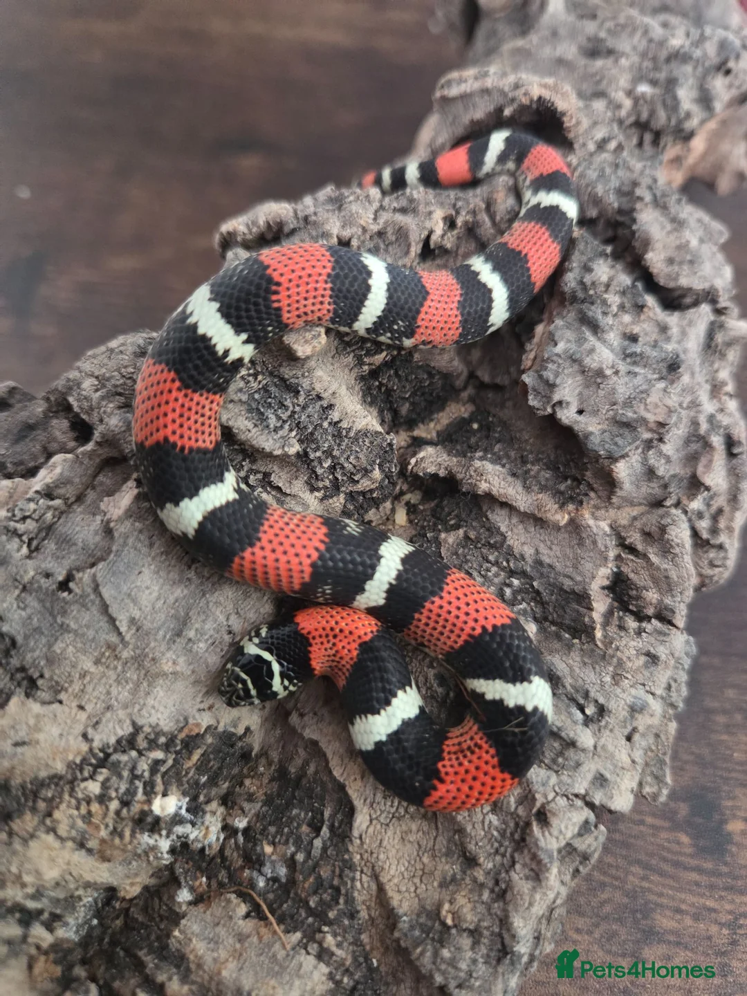 Mixed Breed reptiles for sale: Tri Colour Hognose Snakes  - Advert 2