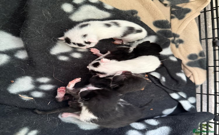 Domestic Shorthair cats - Advert 1