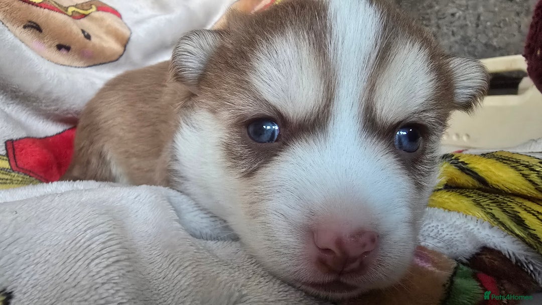 Pomsky dogs for sale: Pomsky Puppies for Sale - Advert 13