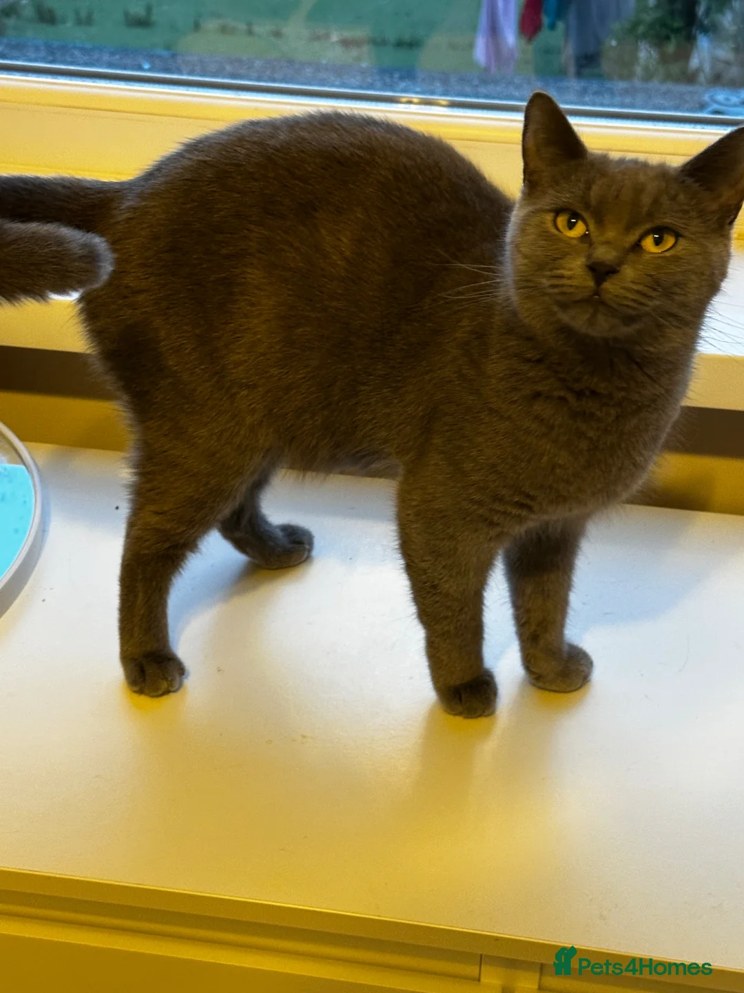 British Shorthair cats for sale: Blue British Shorthair x Russian Blue Girl - Advert 2