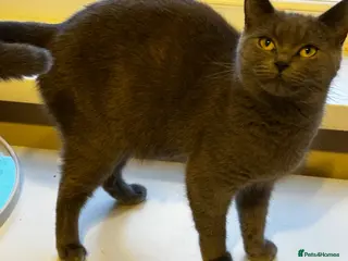 British Shorthair cats Blue British Shorthair x Russian Blue Girl - Advert 3
