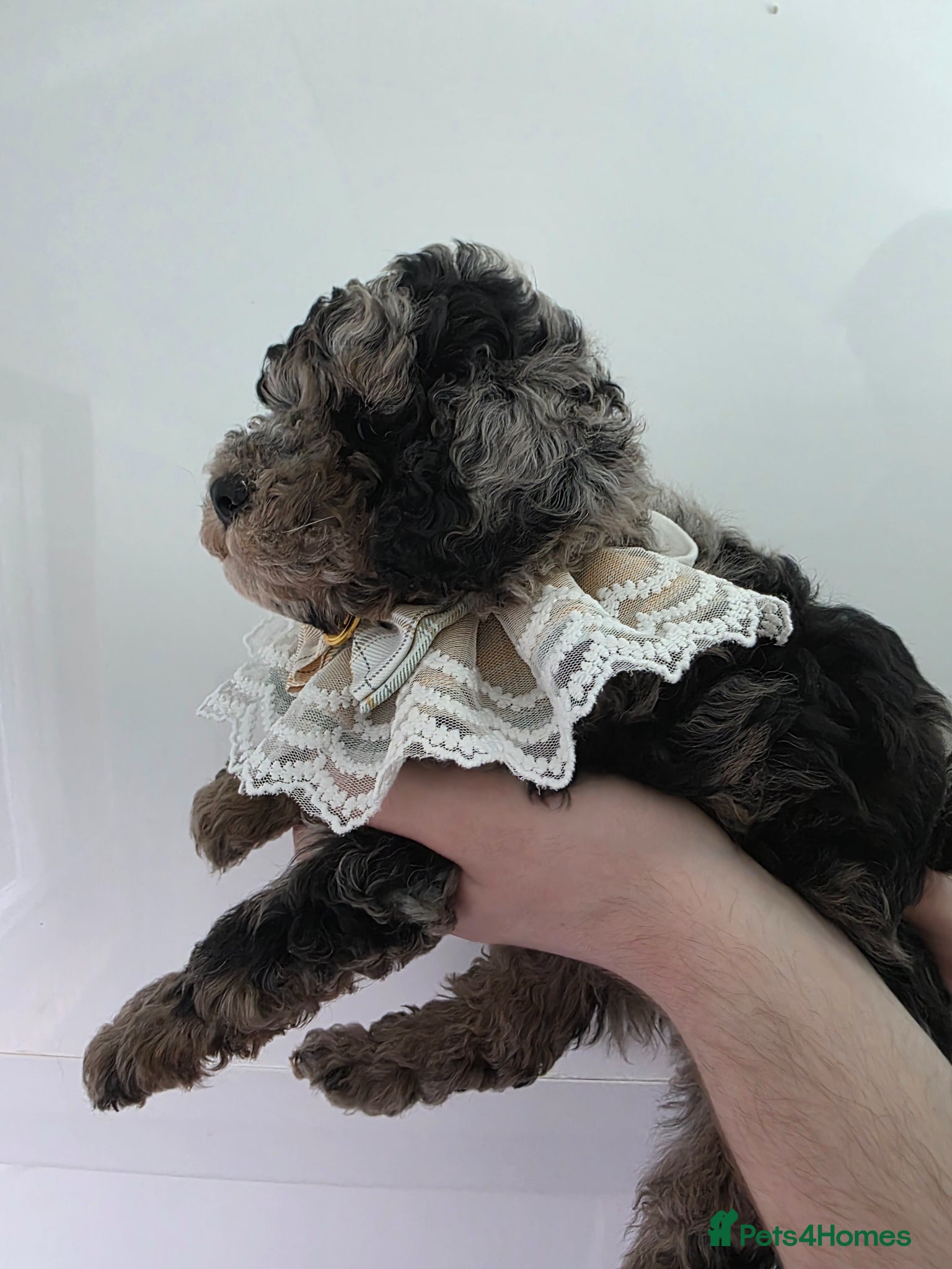 Cavapoo dogs Beautiful f1b cavapoo boys - Advert 6