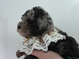 Cavapoo dogs Beautiful f1b cavapoo boys - Advert 1