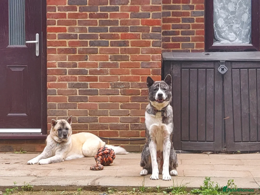 Japanese Akita Inu dogs for sale: Japanese Akita Puppies READY NOW - Advert 22