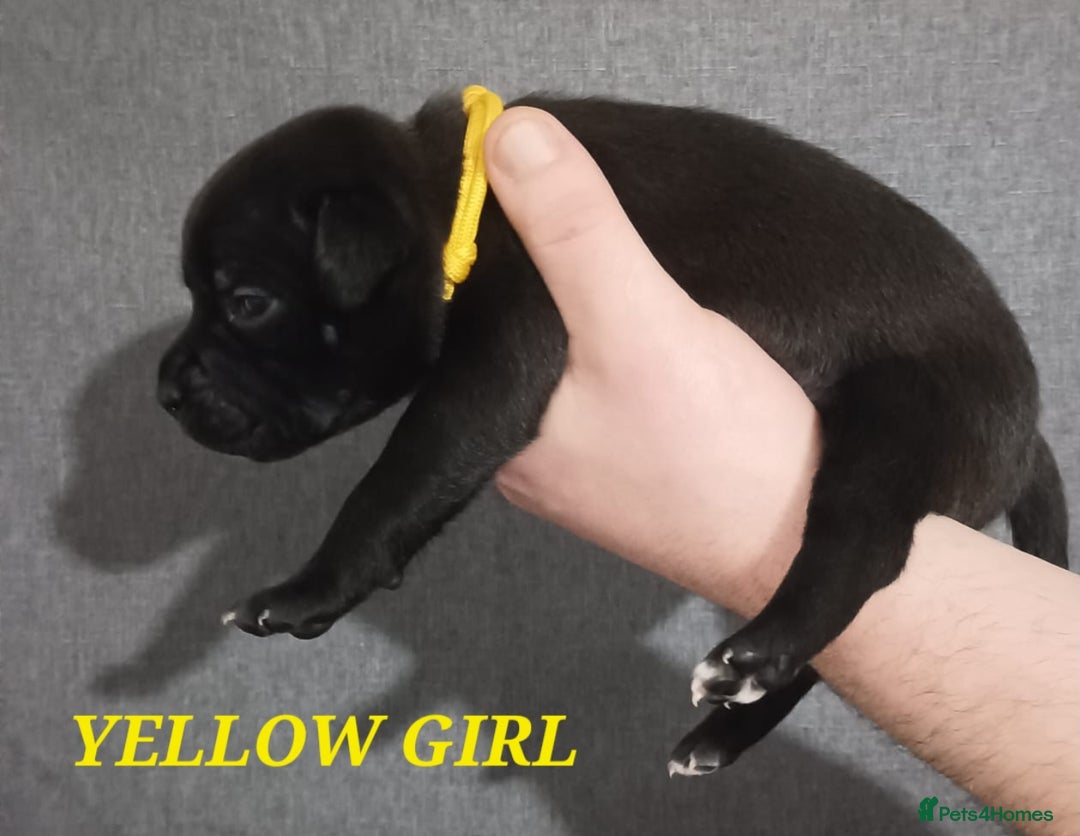 Staffordshire Bull Terrier dogs for sale: 9 beautiful black Staffordshire Bullterriers - Image 11