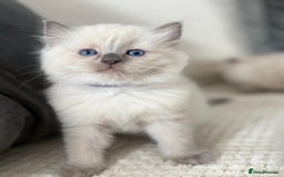 Ragdoll cats for sale: Stunning Bluepoint Ragdoll Kittens for sale - Image 29