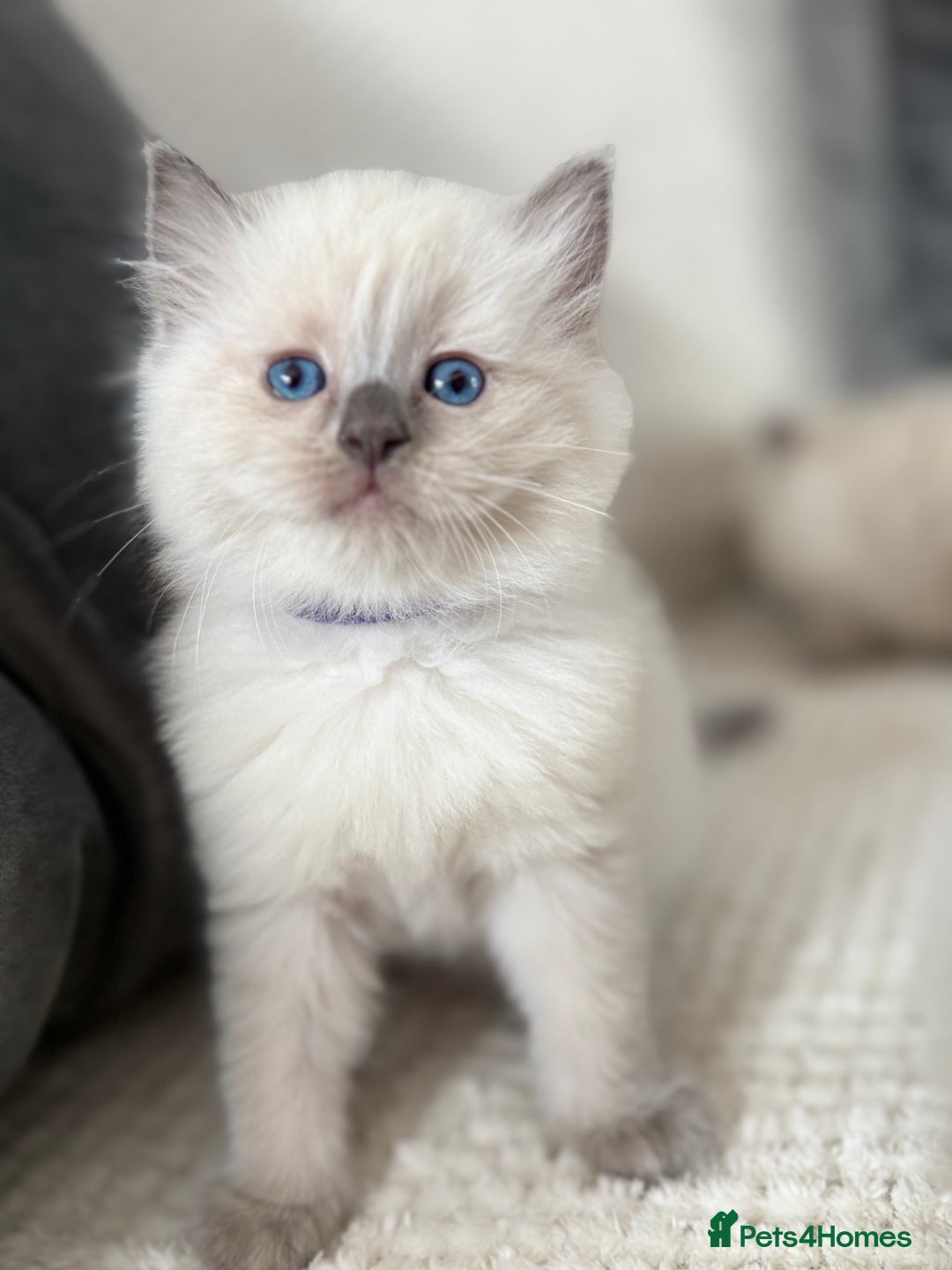 Ragdoll cats for sale: Stunning Bluepoint Ragdoll Kittens for sale - Image 29