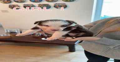 Border Collie dogs - Advert 7