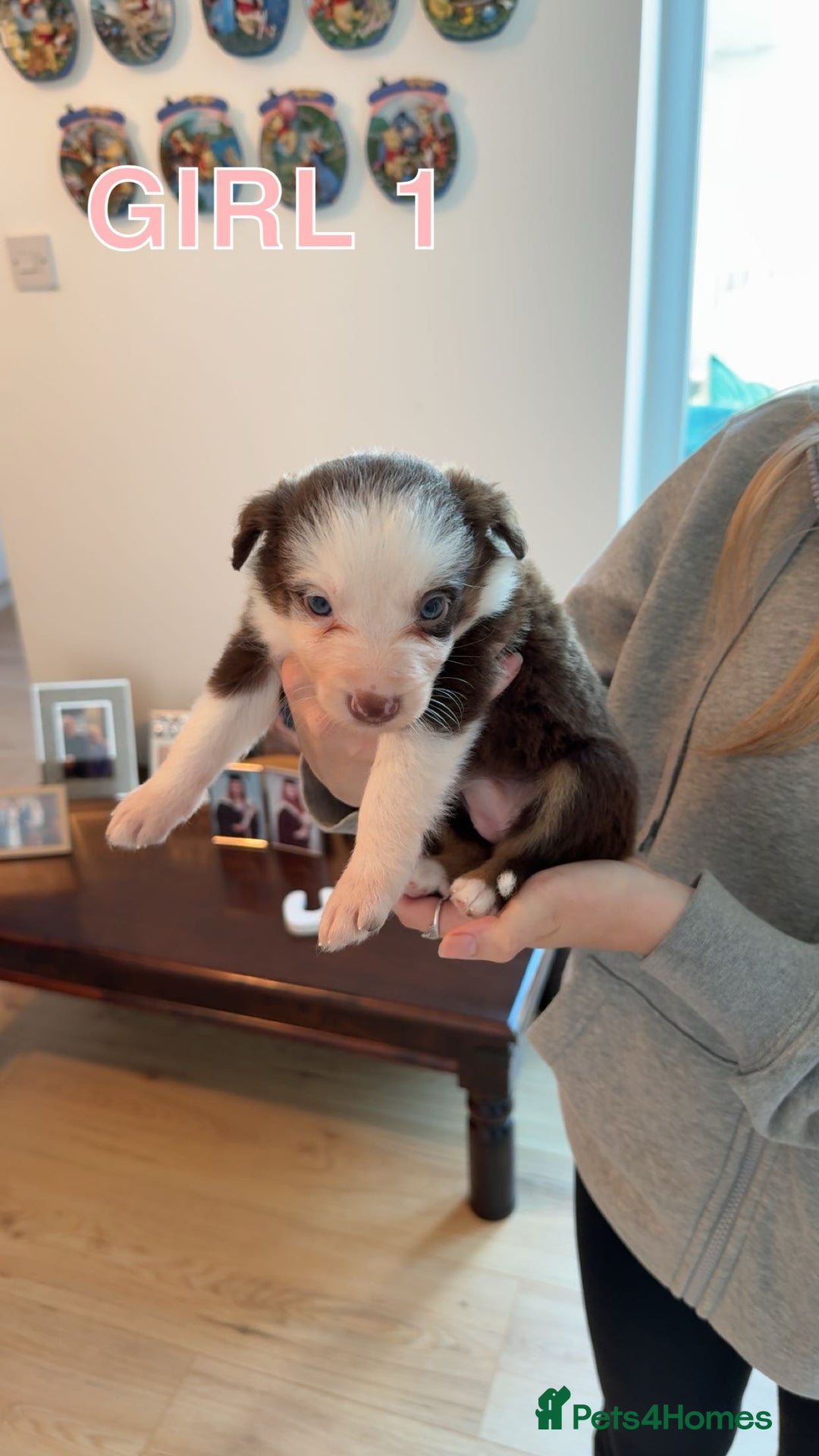 Border Collie dogs for sale: BEAUTIFUL BORDER COLLIE PUPPIES - Image 3