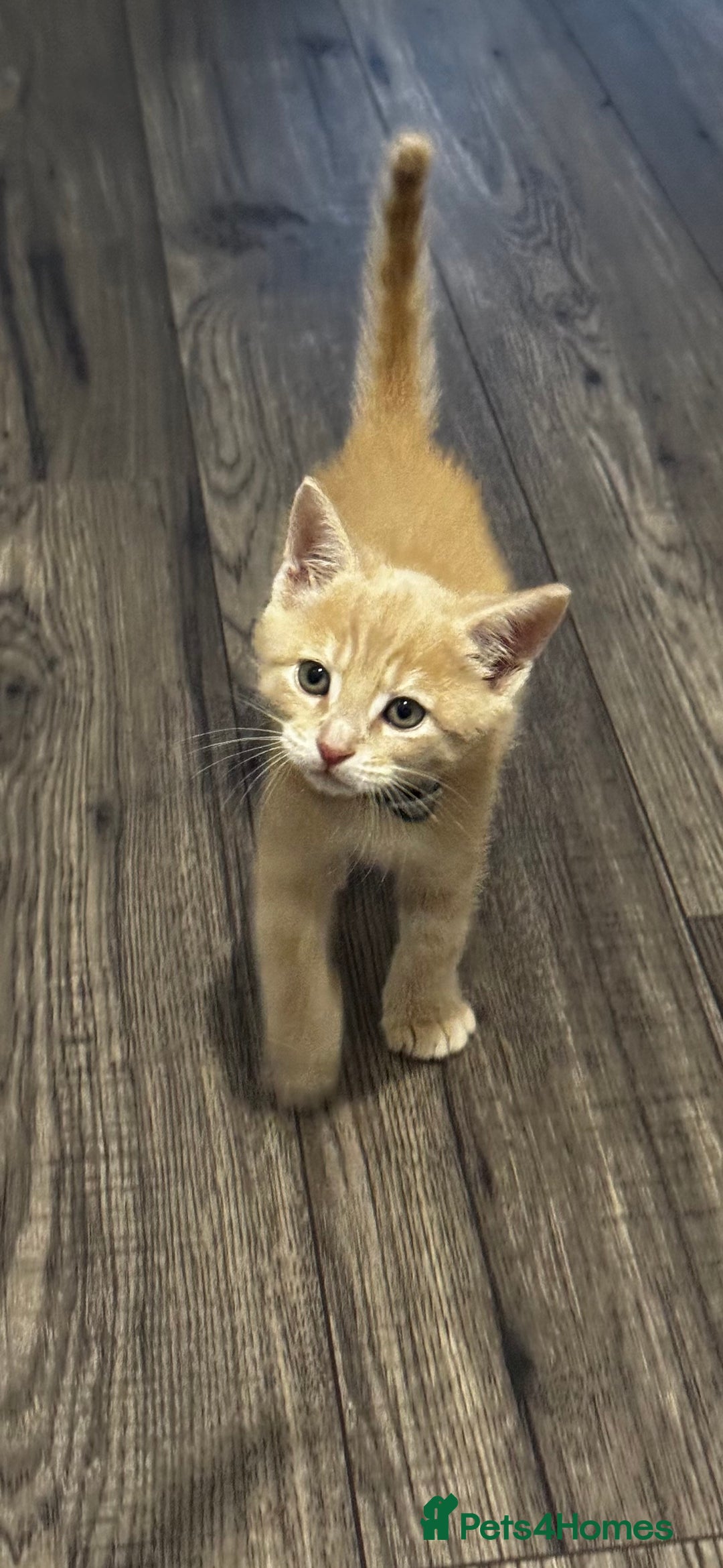 Mixed Breed cats for sale: Maine Coon X kittens ready to leave - Image 9