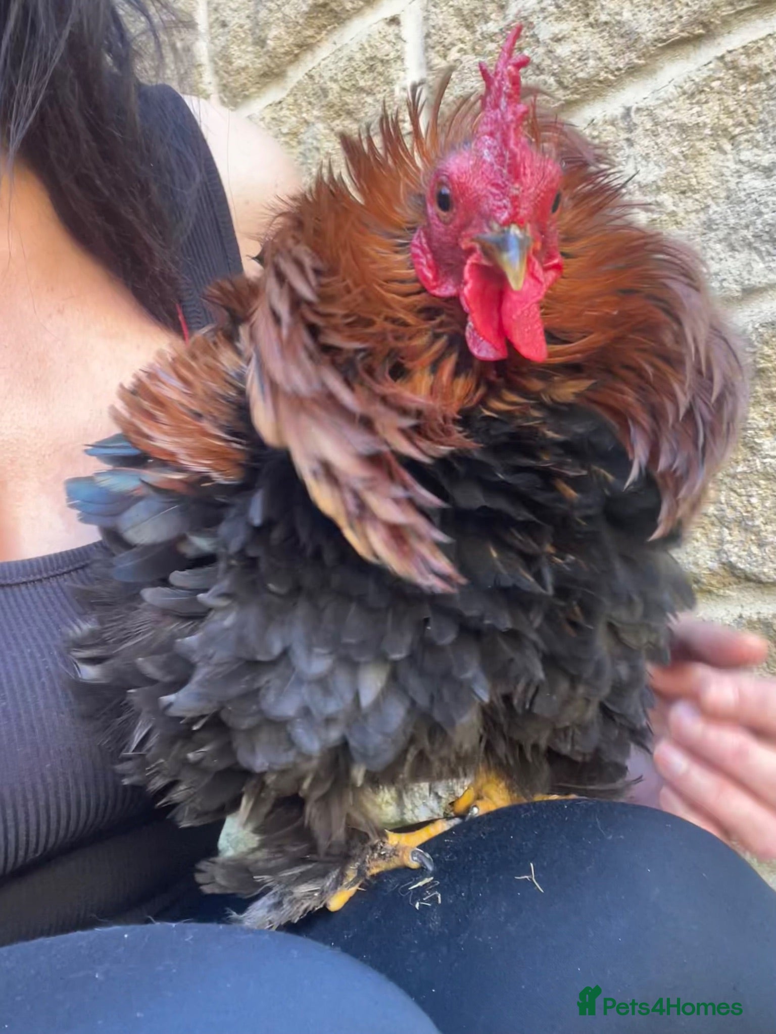 Chickens poultry Pekin Bantam Frizzle Cockerels - Advert 4