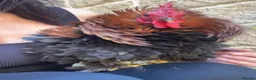 Chickens poultry for sale: Pekin Bantam Frizzle Cockerels - Advert 1