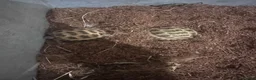 Tortoise reptiles for sale: 2 baby Horsefield Tortoises - Advert 6