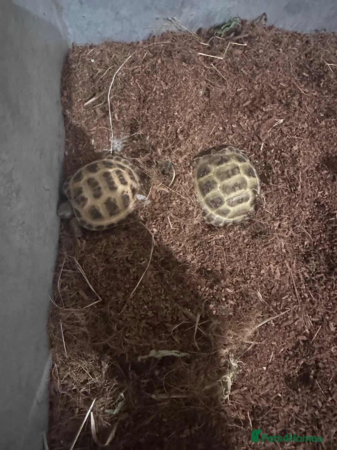 Tortoise reptiles for sale: 2 baby Horsefield Tortoises - Advert 6