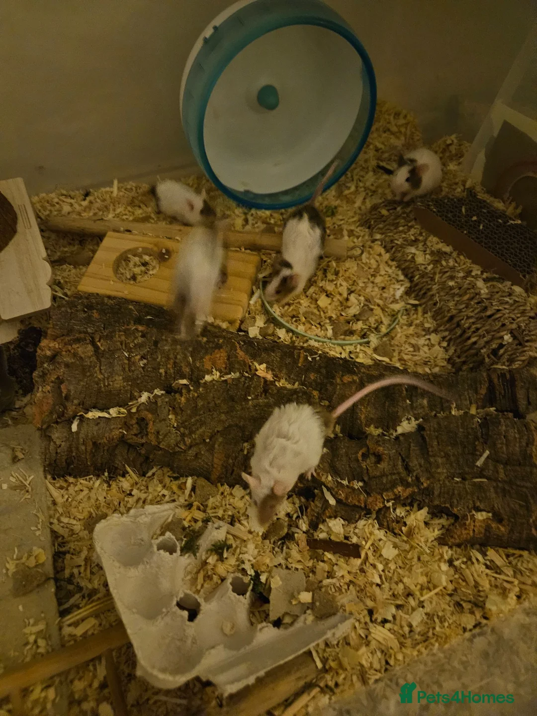 Mouse rodents for sale: Male fancy mice, need to sell quick - Advert 1