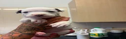 Staffordshire Bull Terrier dogs for sale: Puppys puppys puppys - Advert 9