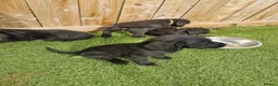 Mixed Breed dogs for sale: Giant schnauzer x Labrador puppies  - Advert 5