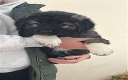 Caucasian Shepherd Dog dogs for sale:  ⭐️Caucasian shepherds⭐️puppies #bears big boned   - Image 27