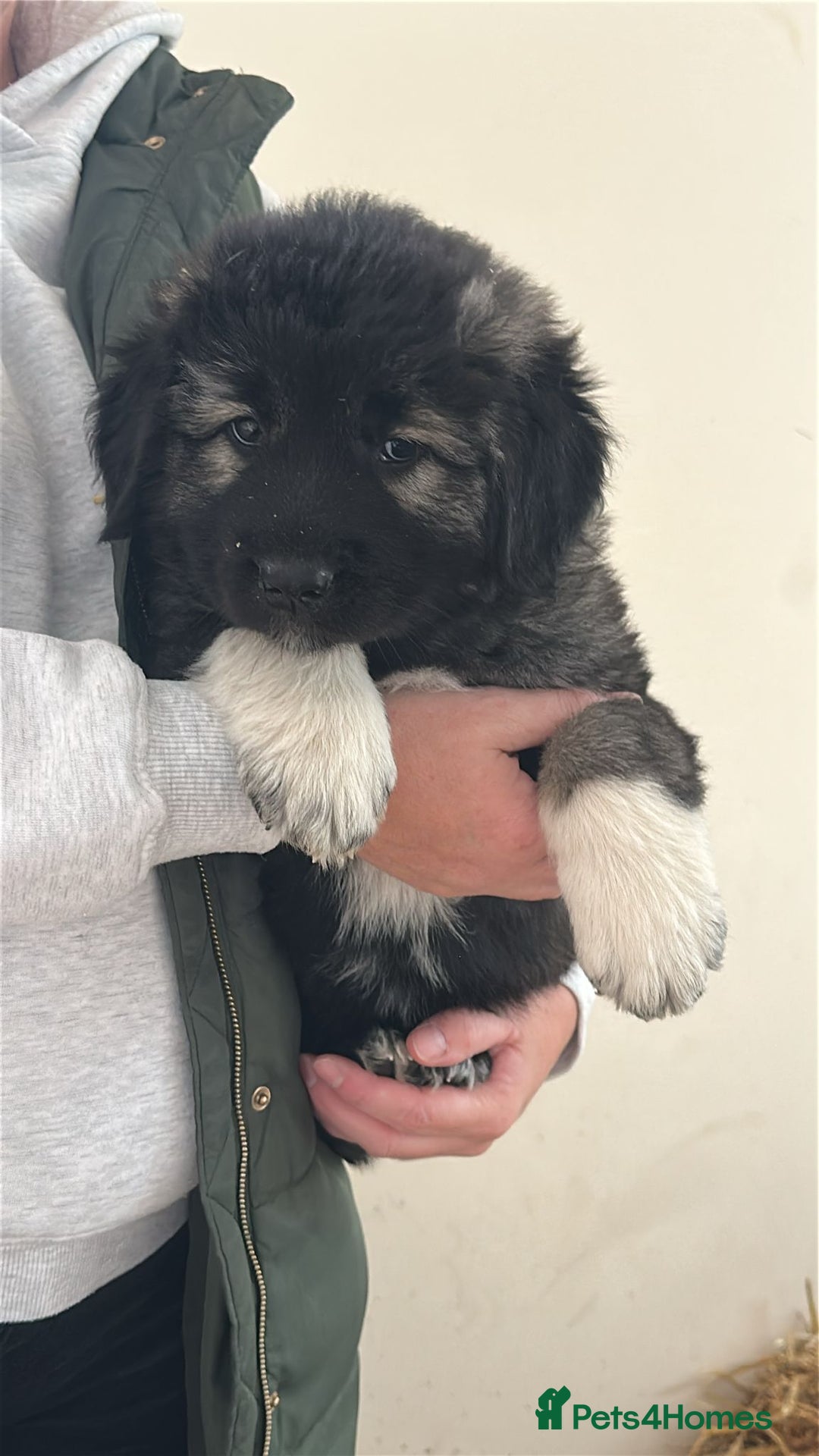 Caucasian Shepherd Dog dogs for sale:  ⭐️Caucasian shepherds⭐️puppies #bears big boned   - Image 27