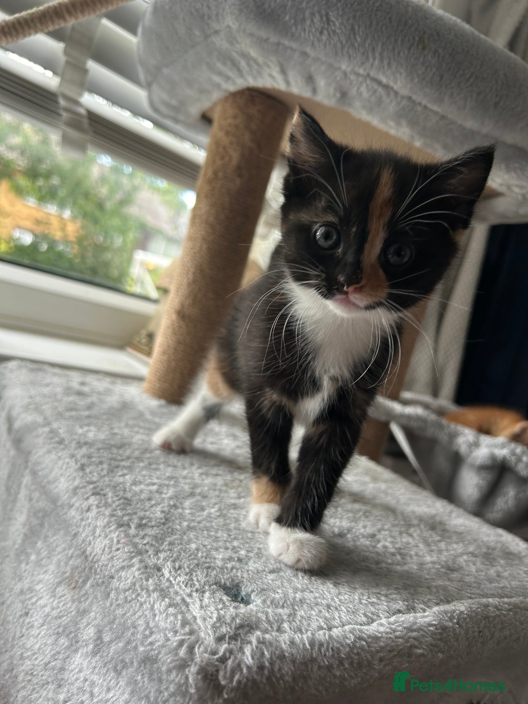 Mixed Breed cats for sale: Only little girl left  - Image 1