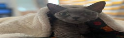 Devon Rex cats for sale: Female devon rex needs new home - Advert 9