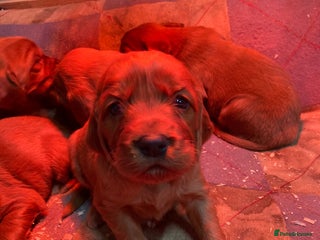 Irish Setter dogs Purebred Irish setter pups for sale - Advert 9