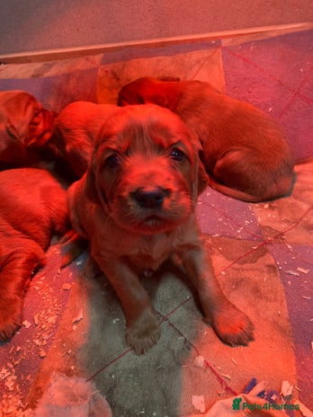 Irish Setter dogs Purebred Irish setter pups for sale - Advert 1