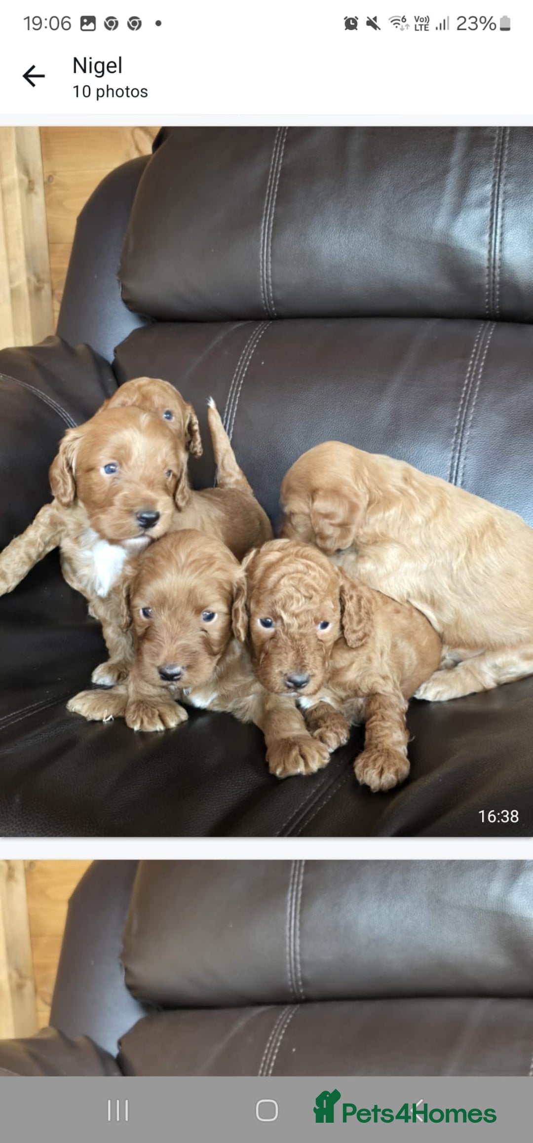 Cockapoo dogs for sale: 5 gorgeous red cockapoos  - Image 7
