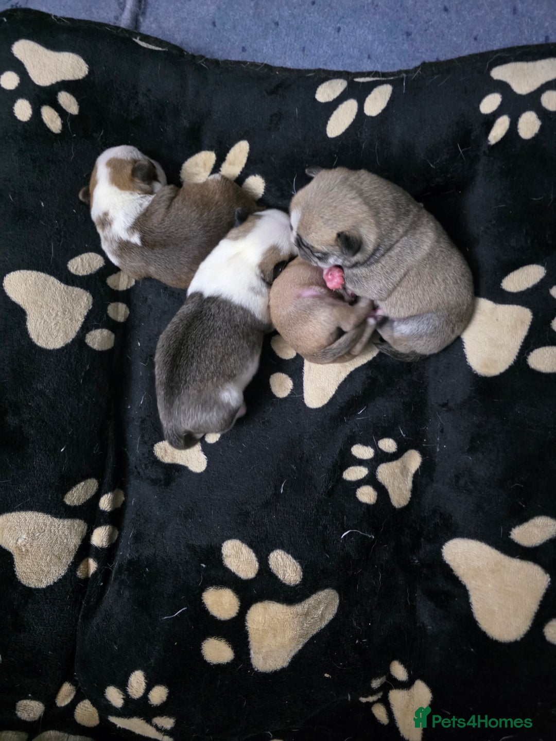 Pug dogs for sale: Kc registered rare colours  - Advert 7