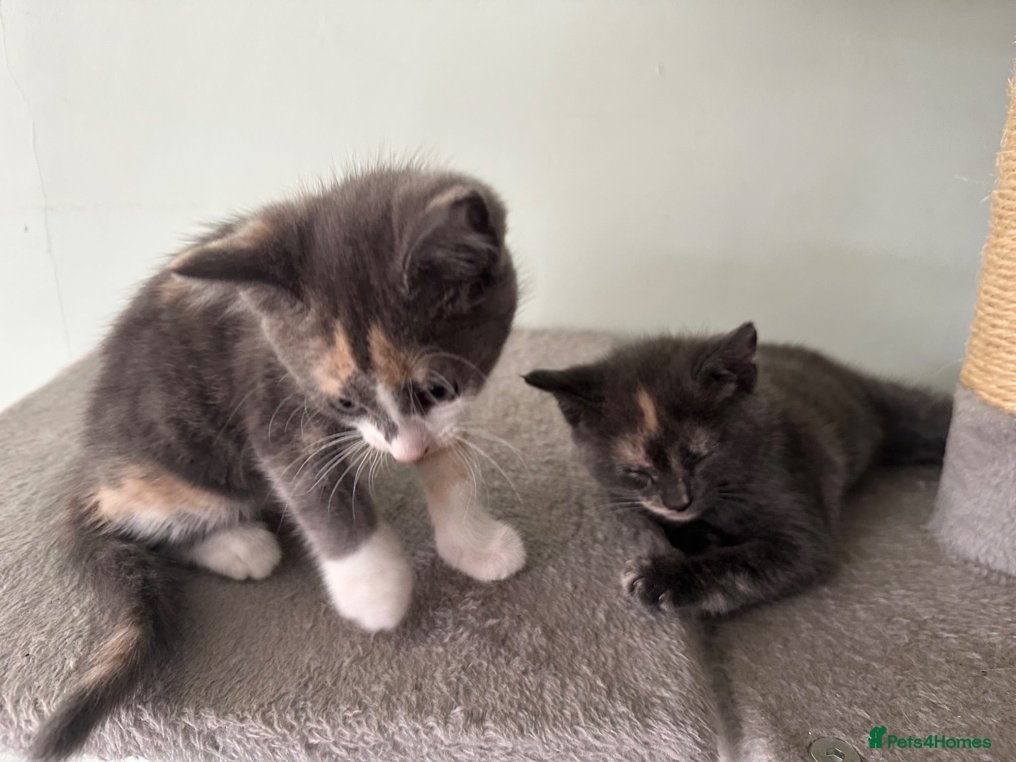 Mixed Breed cats Beautiful Sister Kittens Looking Home Together 🐾 - Advert 1