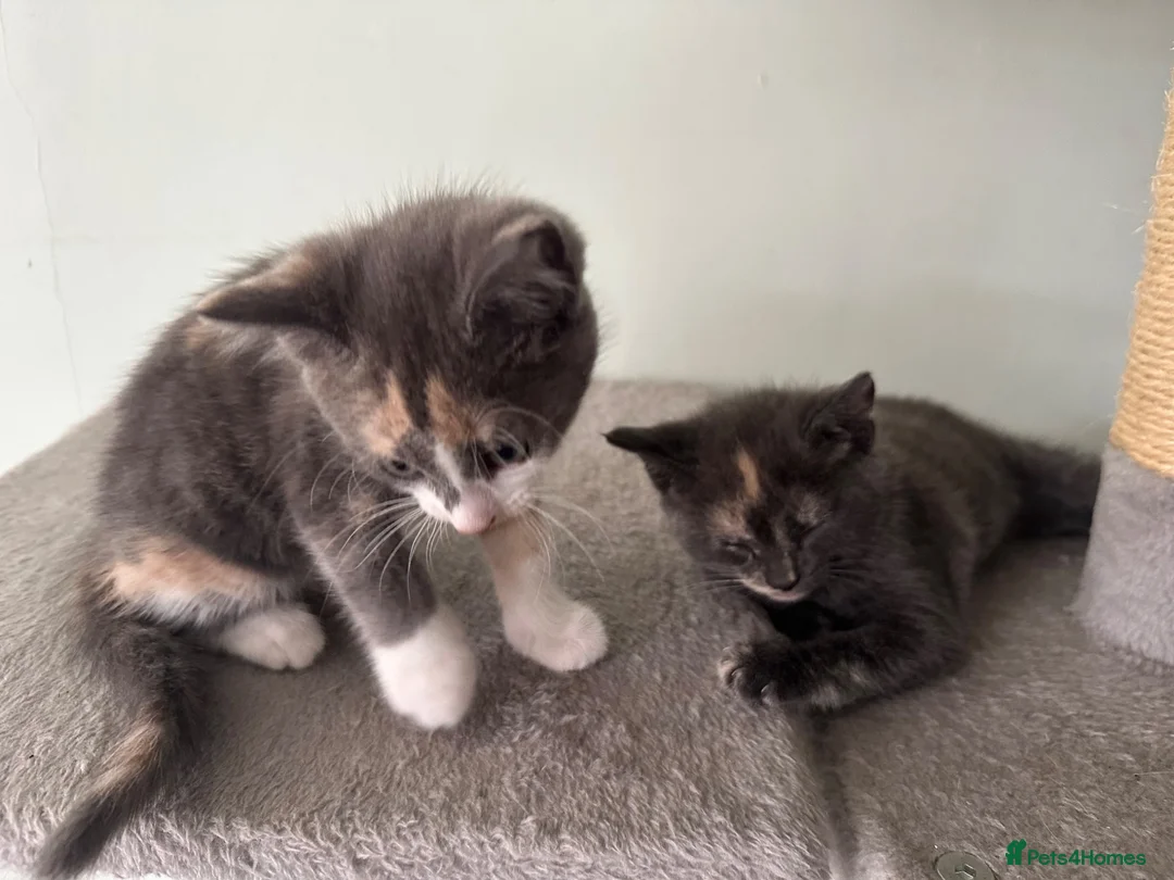 Mixed Breed cats for sale: Beautiful Sister Kittens Looking Home Together 🐾 - Advert 1