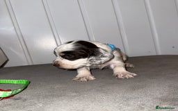 Sprocker dogs for sale: Sprocker puppies - Image 15