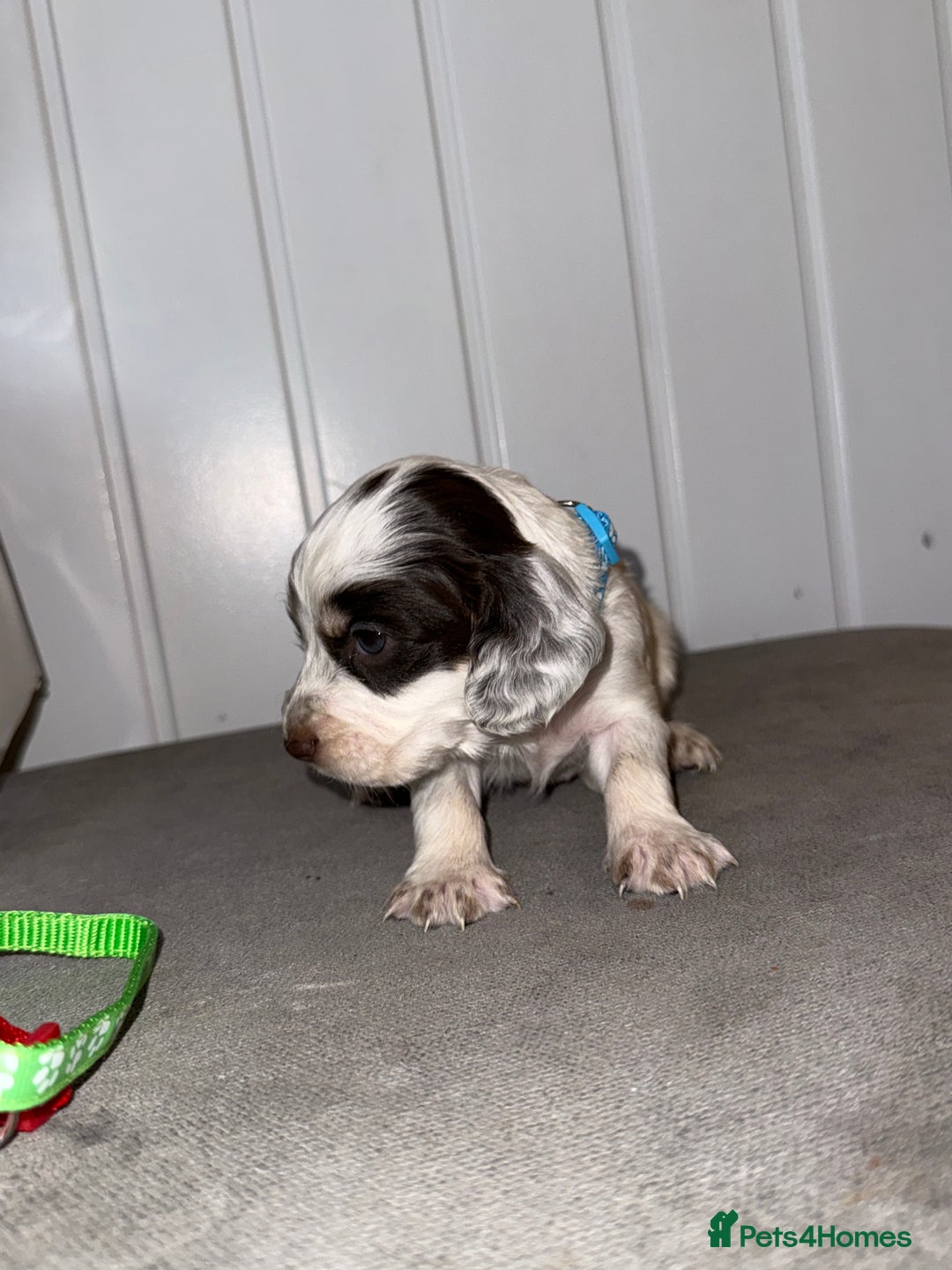 Sprocker dogs for sale: Sprocker puppies - Image 15