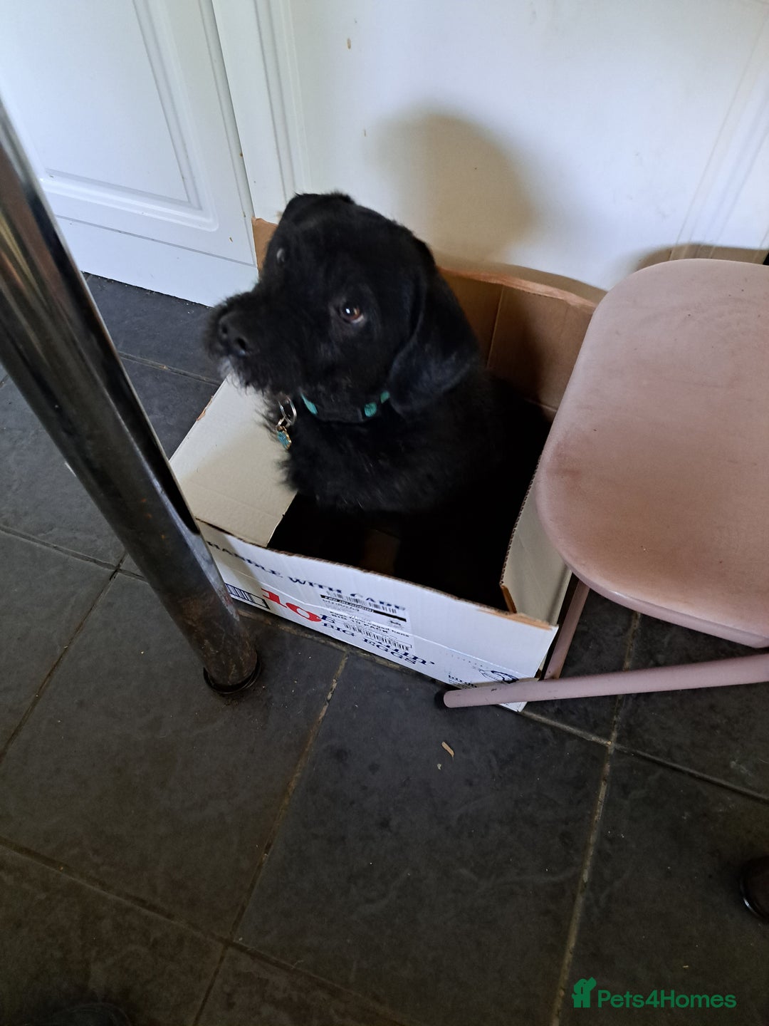 Mixed Breed dogs for sale: Jackapoo for sale - Image 1
