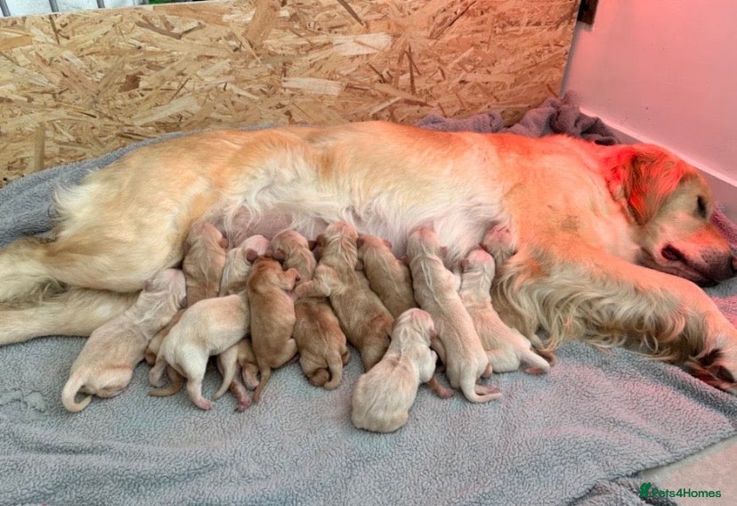 Golden Retriever dogs Golden Retriever Puppies 🌟🐾-A1 quality pups 💙! - Advert 1