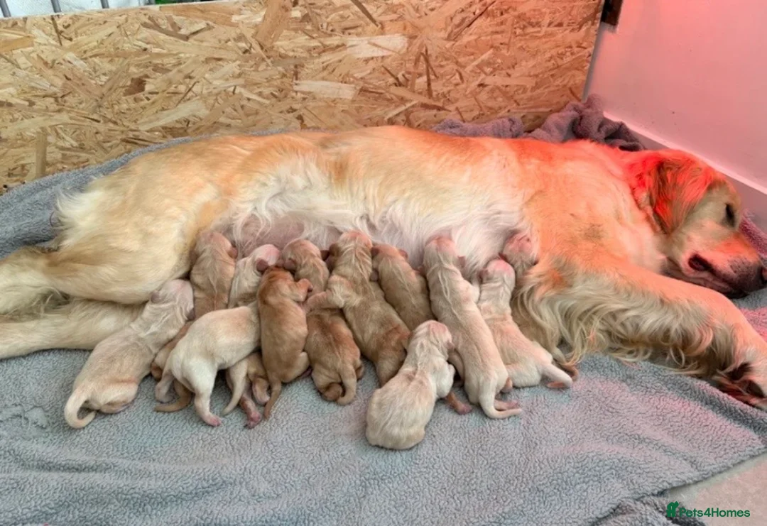 Golden Retriever dogs for sale: Golden Retriever Puppies 🌟🐾-A1 quality pups 💙! in Milton Keynes - Advert 1