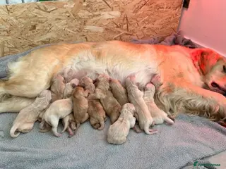 Golden Retriever dogs Golden Retriever Puppies 🌟🐾-A1 quality pups 💙! - Advert 1