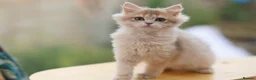 British Shorthair cats for sale: TICA Blue Golden BSH/BLH kittens looking for homes - Advert 6