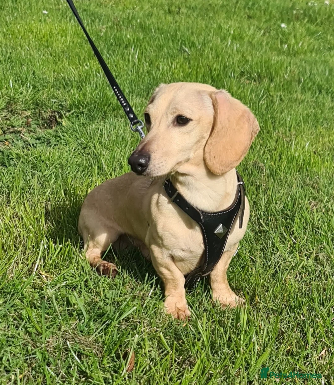 Miniature Dachshund dogs for stud: Cream Intensity Mini daxi stud - Advert 3