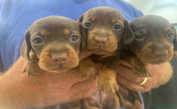 Miniature Dachshund dogs - Advert 3