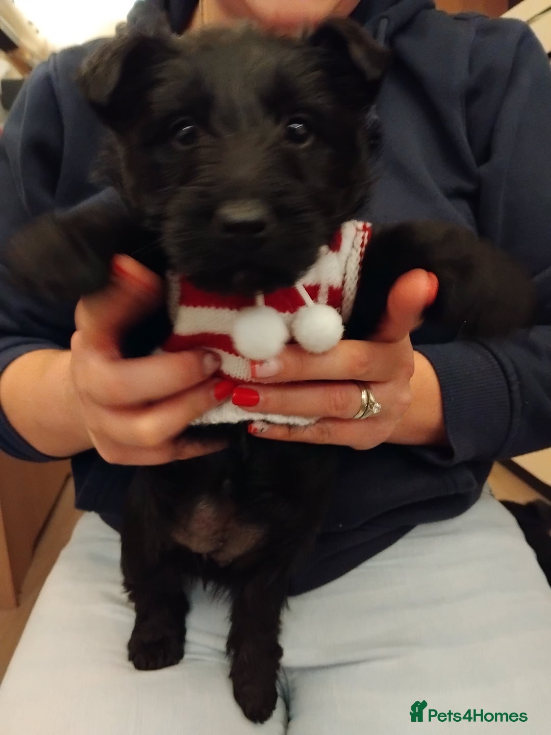Scottish Terrier dogs for sale: Beautiful Scottish terrier puppies - Advert 17