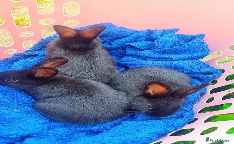 Alaska rabbits - Advert 4
