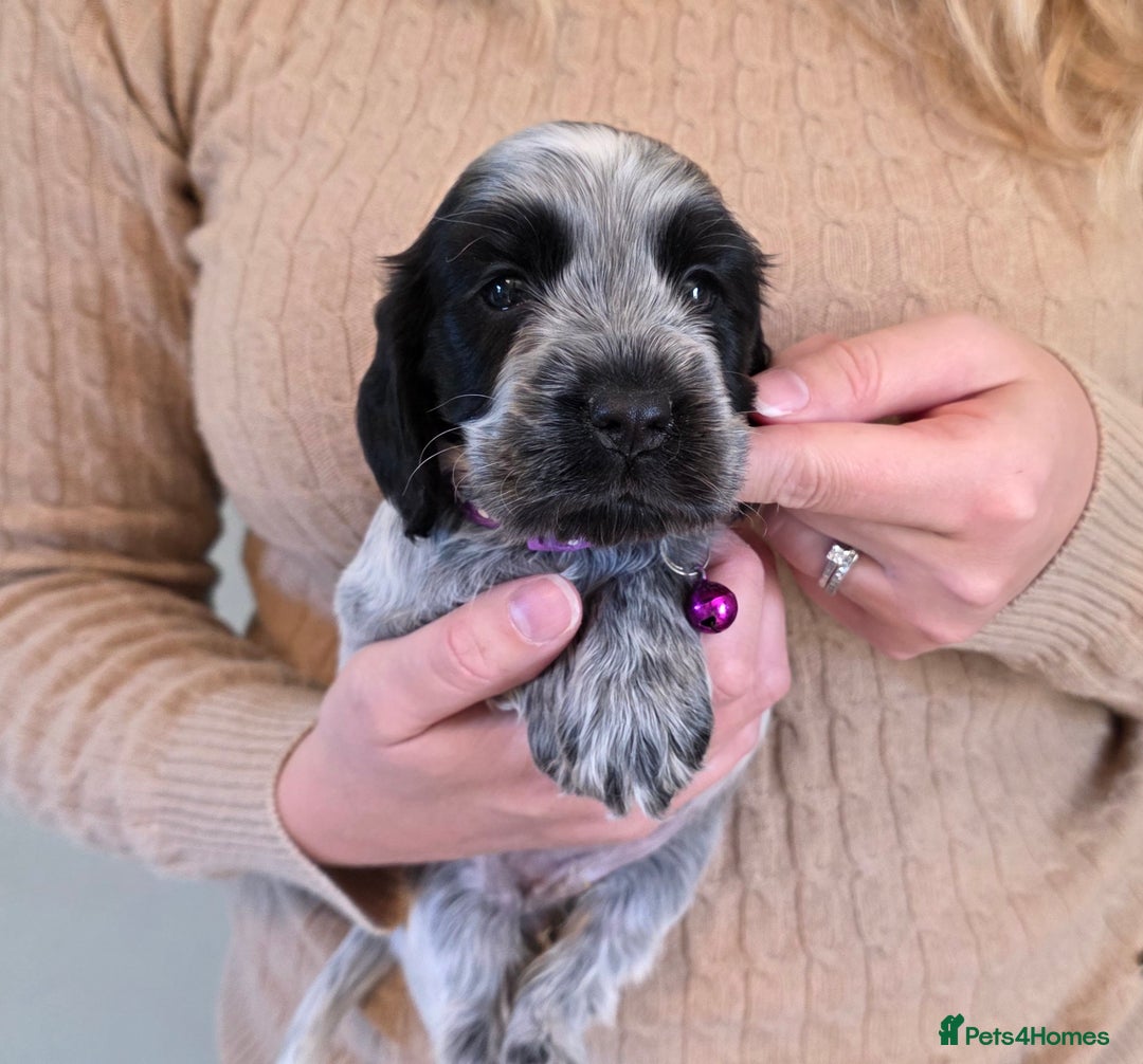 Cocker Spaniel dogs for sale: Show Type Cocker Spaniel Puppies  - Image 4