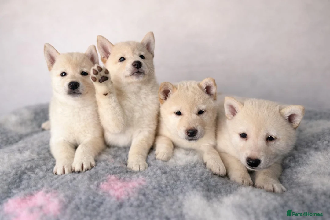 Japanese Shiba Inu dogs for sale: Japanese Shiba Inu Puppies Looking for Family Home - Advert 8