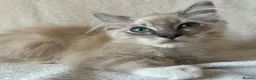 Ragdoll cats for sale: TICA Registered Males Available  - Advert 11