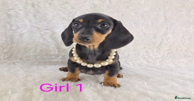 Miniature Dachshund dogs - Advert 10