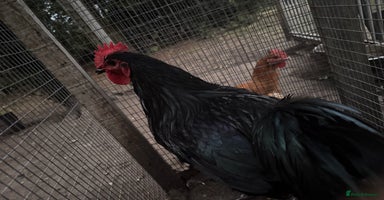 Chickens poultry - Advert 4
