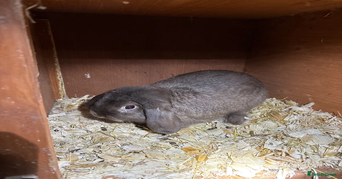Pedigree mini lop bucks for sale in Carlisle | Pets4Homes