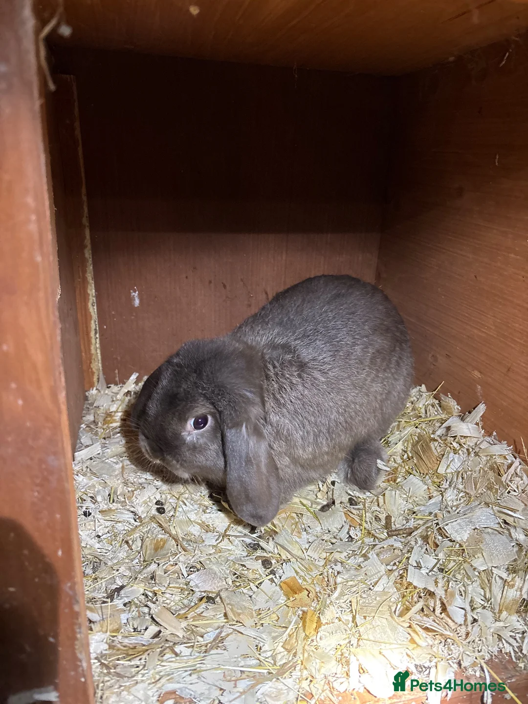 Mini Lop rabbits for sale: Pedigree mini lop bucks in Carlisle - Advert 1